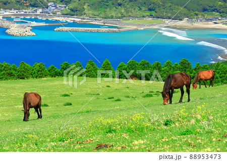 【宮崎県】快晴下の都井岬(御崎馬の放牧) 【宮崎県】快晴下の都井岬(御崎馬の放牧) 88953473