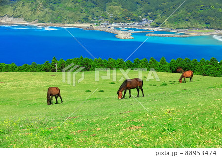 【宮崎県】快晴下の都井岬（御崎馬の放牧） 88953474