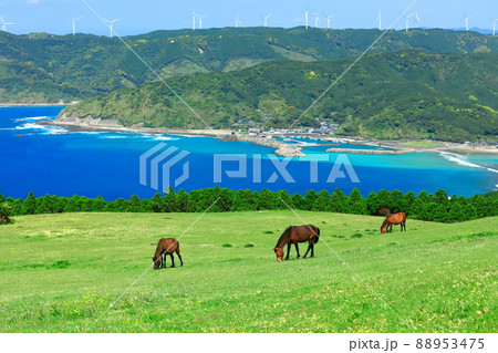 【宮崎県】快晴下の都井岬（御崎馬の放牧） 88953475