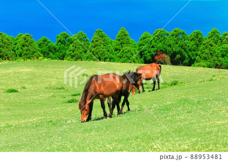 【宮崎県】快晴下の都井岬(御崎馬の放牧) 【宮崎県】快晴下の都井岬(御崎馬の放牧) 88953481