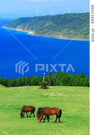 【宮崎県】快晴下の都井岬(御崎馬の放牧) 【宮崎県】快晴下の都井岬(御崎馬の放牧) 88953486