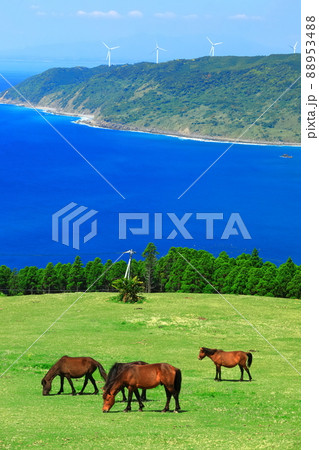 【宮崎県】快晴下の都井岬(御崎馬の放牧) 【宮崎県】快晴下の都井岬(御崎馬の放牧) 88953488