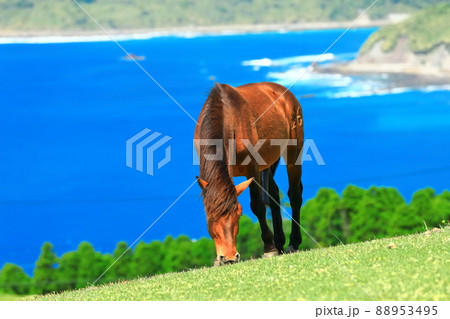 【宮崎県】快晴下の都井岬（御崎馬の放牧） 88953495