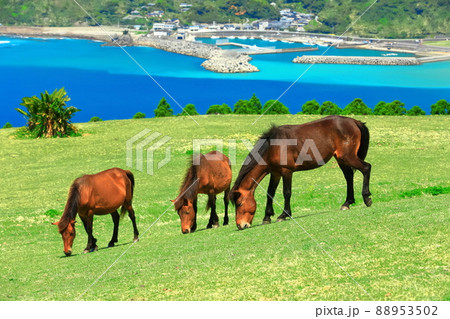 【宮崎県】快晴下の都井岬(御崎馬の放牧) 【宮崎県】快晴下の都井岬(御崎馬の放牧) 88953502