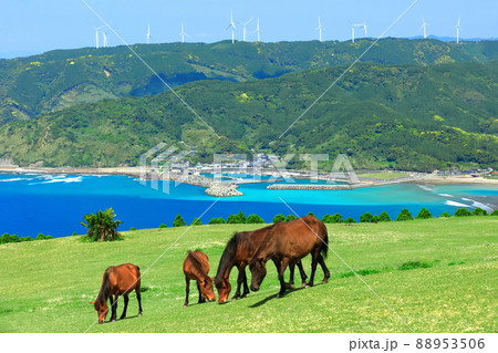 【宮崎県】快晴下の都井岬(御崎馬の放牧) 【宮崎県】快晴下の都井岬(御崎馬の放牧) 88953506