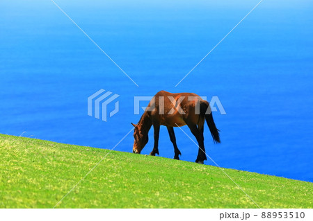 【宮崎県】快晴下の都井岬(御崎馬の放牧) 【宮崎県】快晴下の都井岬(御崎馬の放牧) 88953510
