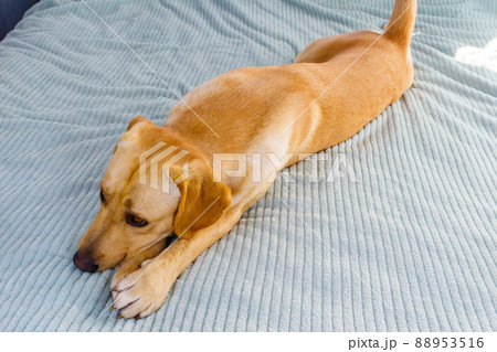 Cute labrador retriever dog lying on a bed Cute labrador retriever dog lying on a bed 88953516