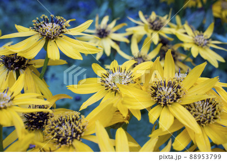 Jerusalem artichoke flowers background. Jerusalem artichoke flowers background. 88953799