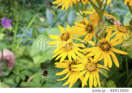 Jerusalem artichoke flowers background. Jerusalem artichoke flowers background. 88953800