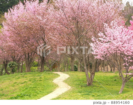 桜の咲く遊歩道（メルヘンの小径） 88954160