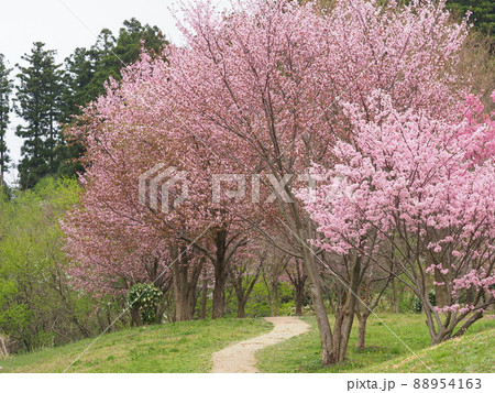 桜の咲く遊歩道（メルヘンの小径） 88954163