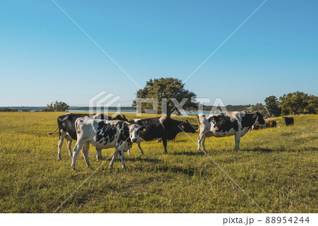 Cows in Countryside,in Pampas landscape, Argentina Cows in Countryside,in Pampas landscape, Argentina 88954244