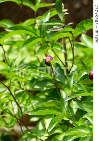 芍薬（シャクヤク）の花の蕾がふくらんできた。 88954287