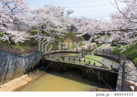 大川端帯状近隣公園の桜並木 秋田 大川端帯状近隣公園の桜並木 秋田 88954355