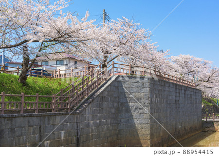 大川端帯状近隣公園の桜並木　秋田 88954415