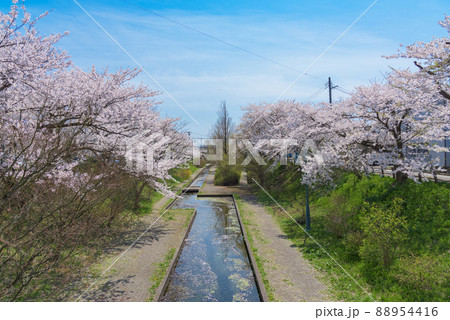 大川端帯状近隣公園の桜並木 秋田 大川端帯状近隣公園の桜並木 秋田 88954416