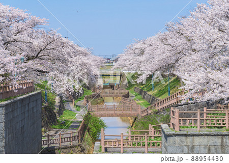大川端帯状近隣公園の桜並木　秋田 88954430
