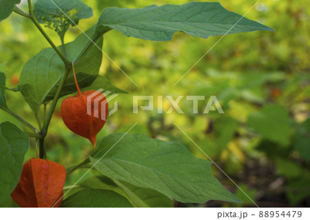 Physalis alkekengi - orange lanterns of physalis alkekengi among green leaves Physalis alkekengi - orange lanterns of physalis alkekengi among green leaves 88954479
