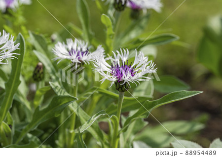 セントーレア・パープルハート 88954489