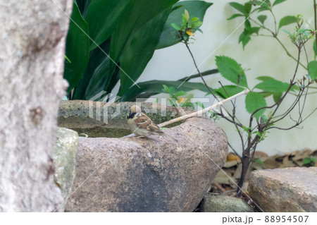 庭園の草木 88954507