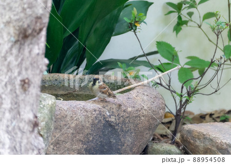 庭園の草木 88954508