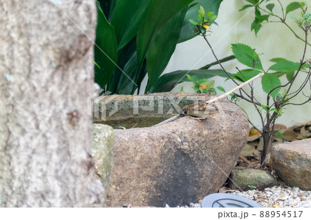 庭園の草木 88954517