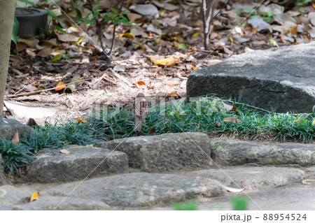 庭園の草木 88954524