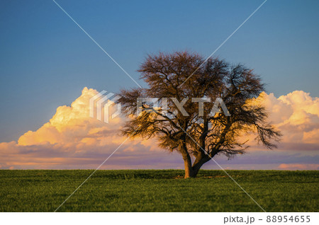 Solitary tree in the plain, Pampas, Argentina 88954655