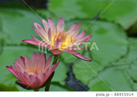 水面に優雅に浮かぶ 88955014
