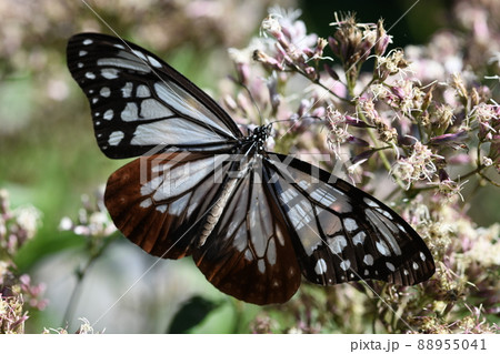 アサギマダラ 88955041