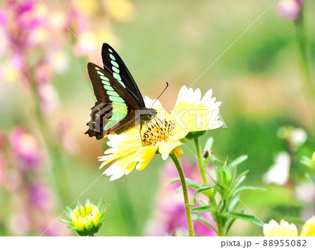 アオスジアゲハとツマジロヒナギク 88955082