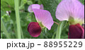 絹さやえんどうの花 88955229