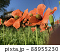 ポピーの花 88955230