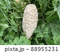 ゴーヤ　白 88955231