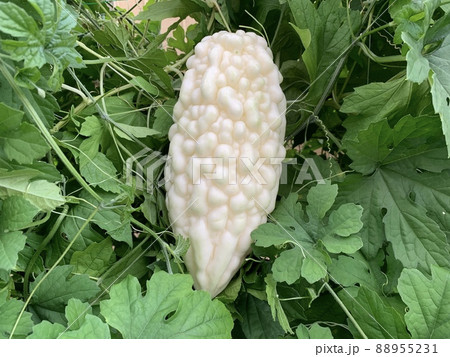 ゴーヤ　白 88955231