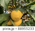 ゆず　柚子 88955233