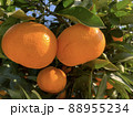 みかん　蜜柑　ミカン 88955234