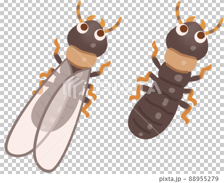 ヤマトシロアリの羽アリ(羽あり、羽なし) 88955279