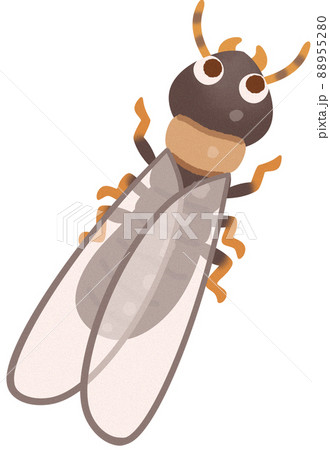 ヤマトシロアリの羽アリ 88955280