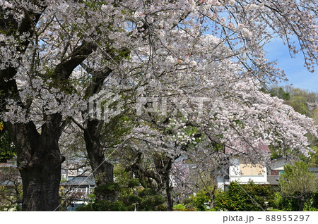 東田原の桜風景《秦野市》 東田原の桜風景《秦野市》 88955297