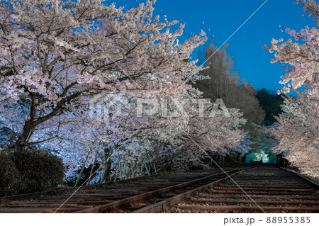 《京都府　京都市》蹴上インクラインの夜桜 88955385