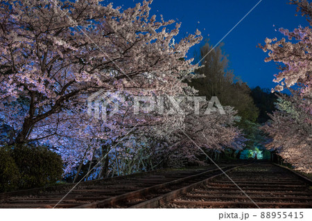 《京都府 京都市》蹴上インクラインの夜桜 《京都府 京都市》蹴上インクラインの夜桜 88955415