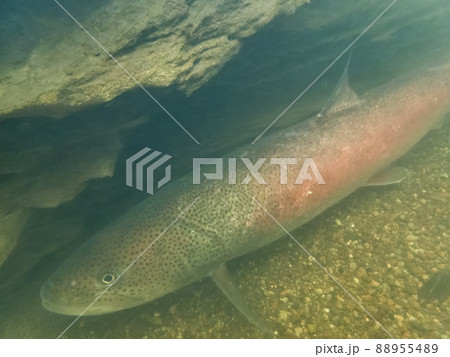 幻の魚イトウ 88955489