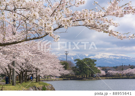 勢至公園の桜並木 88955641