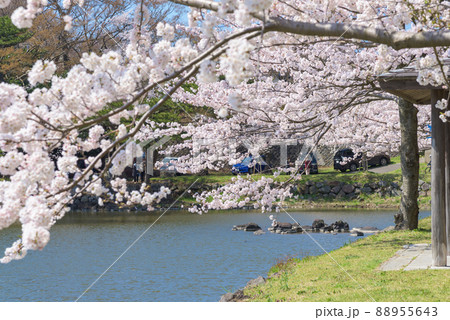 勢至公園の桜並木 88955643