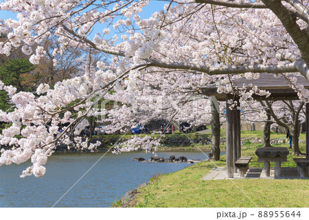 勢至公園の桜並木 88955644