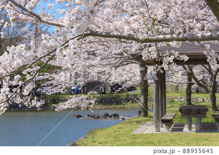 勢至公園の桜並木 88955645