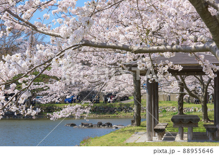 勢至公園の桜並木 88955646