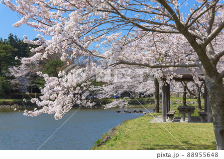 勢至公園の桜並木 勢至公園の桜並木 88955648