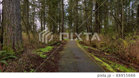 Scenic Walking Trail Path in the green woods. Suburban City Park in Fraser Heights 88955666